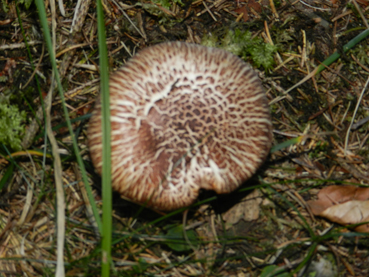 ritrovamenti 11 ottobre